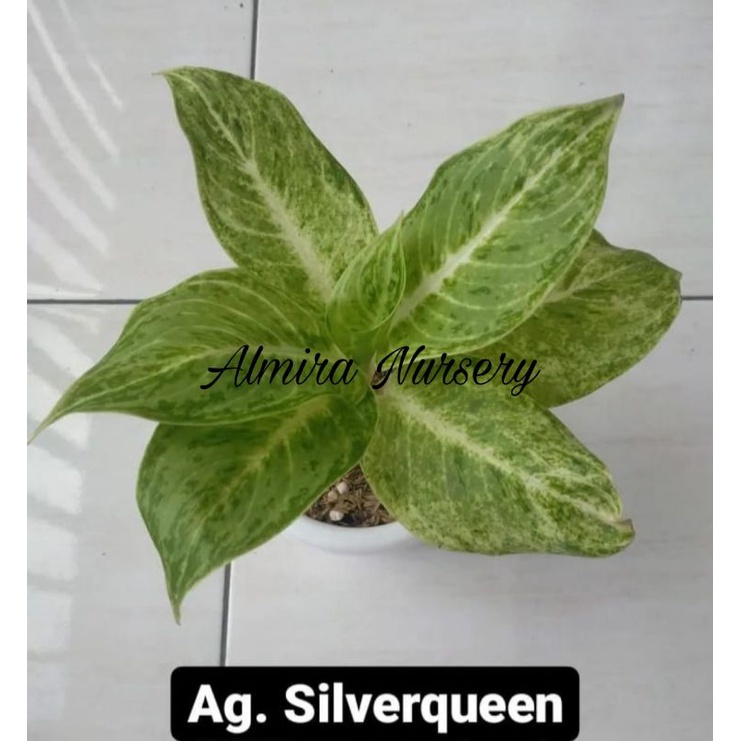 Aglaonema Silverqueen