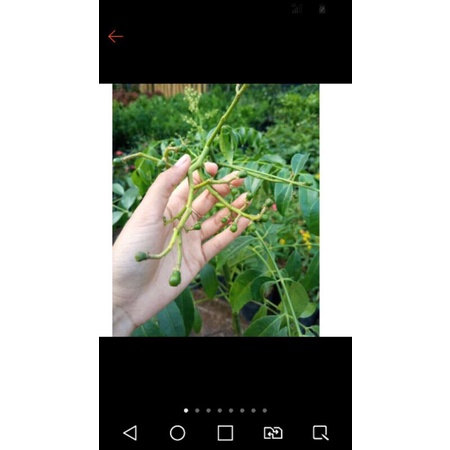 pohon kedongdong/cangkokan kedongdong berbuah