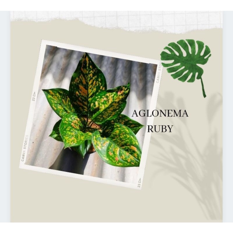 AGLONEMA RUBY / AGLONEMA RUBY CIANGMAY BISA COD