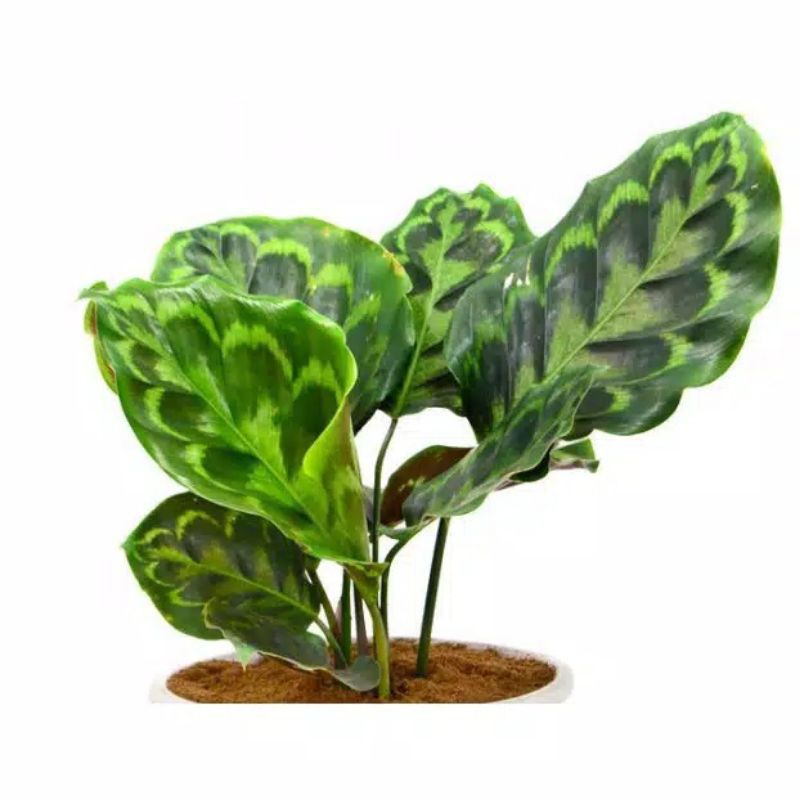 Tanaman Hias Calathea Merak/Tanaman Hias Calathea Veitchiana