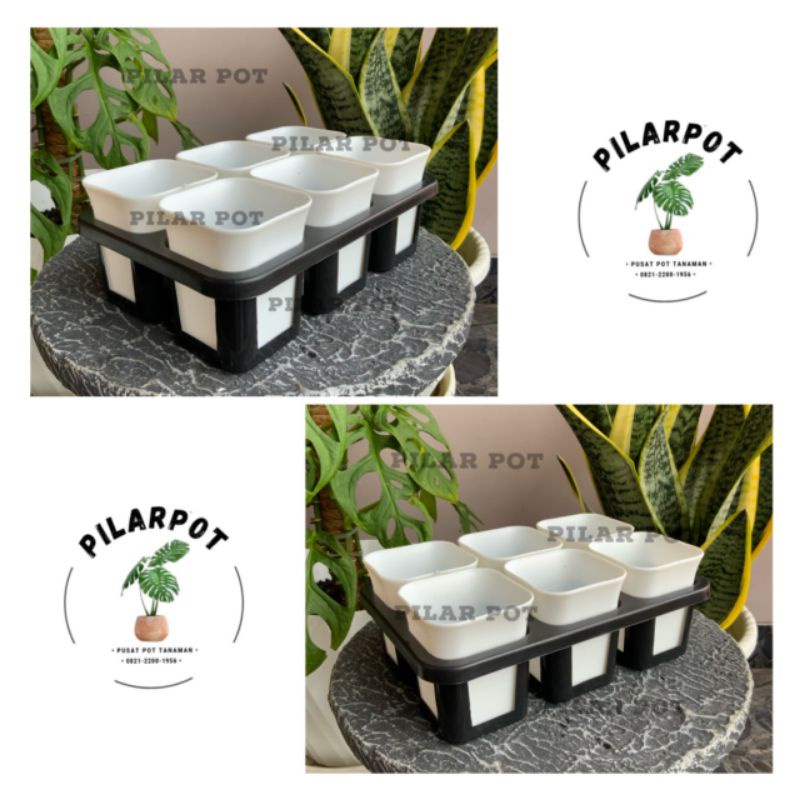 1 set Tray + POT BUNGA NKT KOTAK 7 CM PUTIH | tray semai bibit