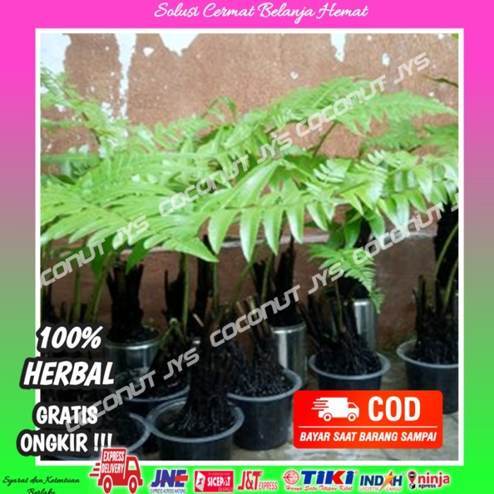 bibit tanaman pakis sayur-pakis paku-bibit pakis sayuran - pakis sayur