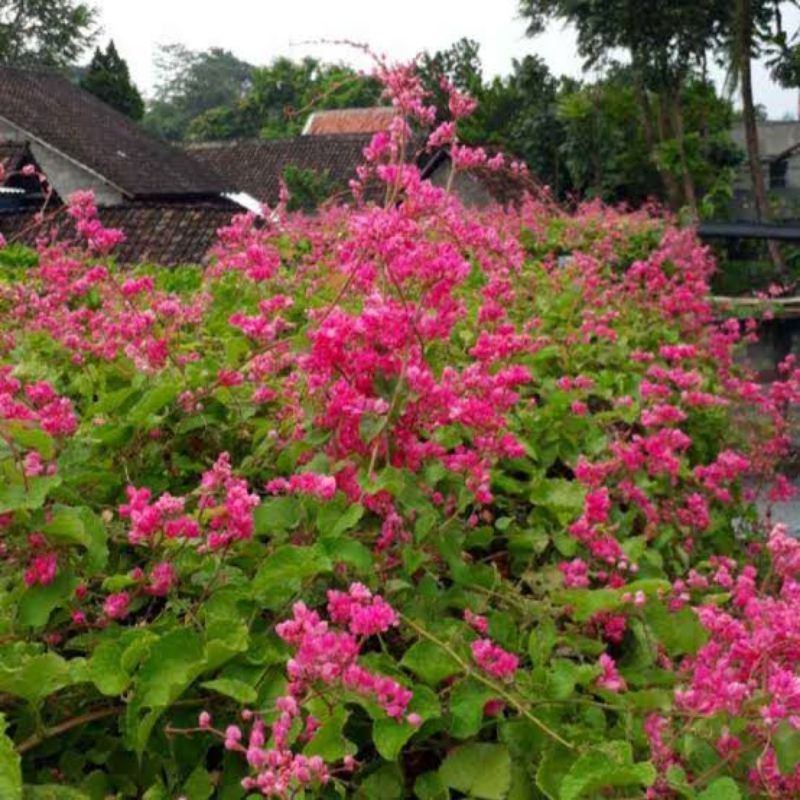 Bunga Air Mata Pengantin Merah untuk Pakan Klanceng