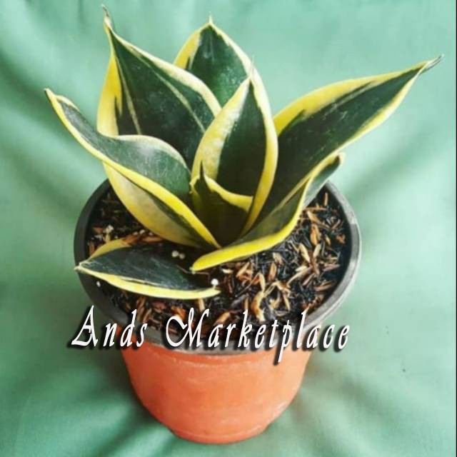 Paket 2 Tanaman Hias Sansivera Mini/Sansivera Gold/Sansivera Pagoda