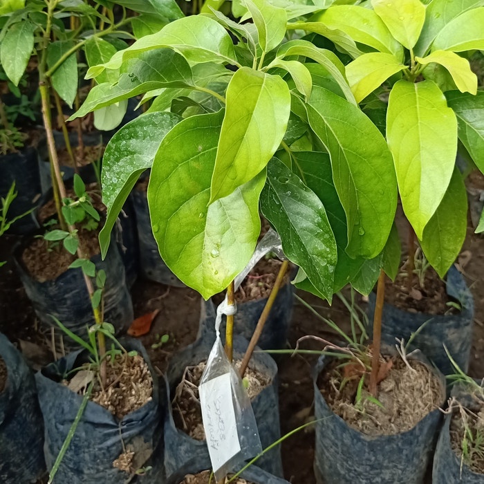 Bibit alpukat tanpa biji