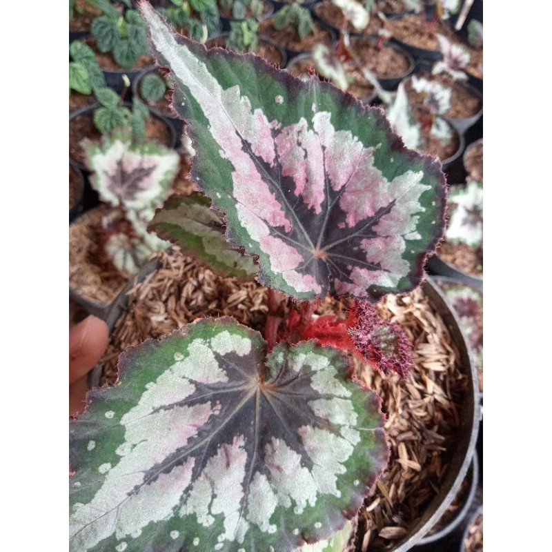 tanaman hias begonia Rex pelangi