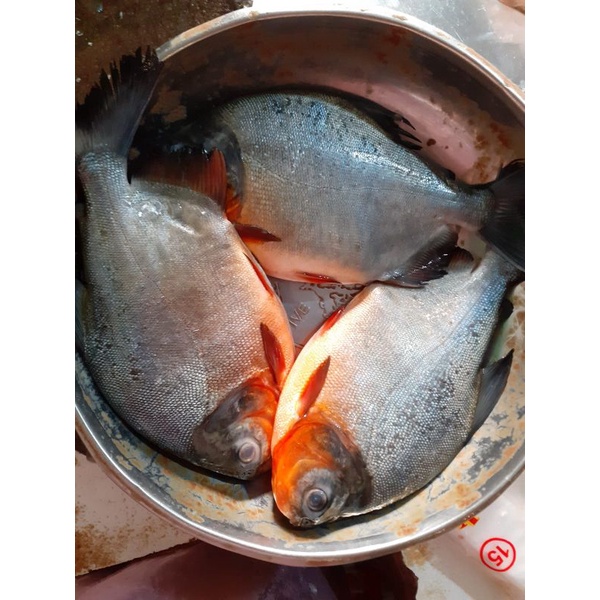 

Ikan Bawal Segar