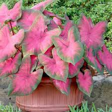 Caladium Pink Shopee Indonesia