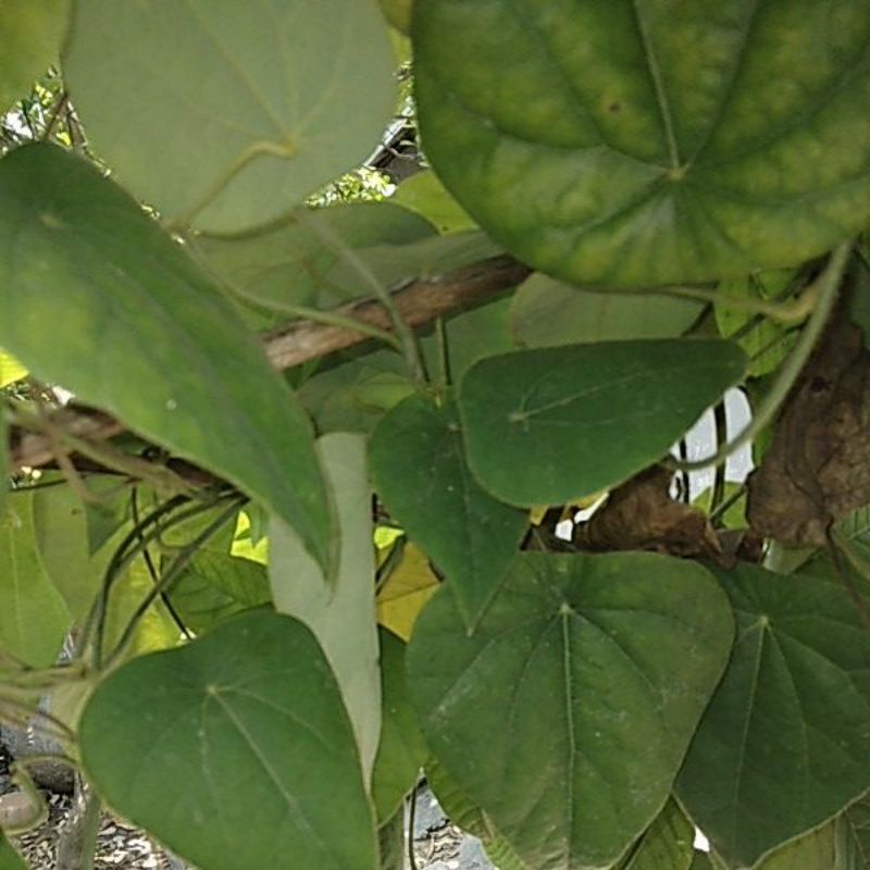 

daun cincau hijau dan daun sirih