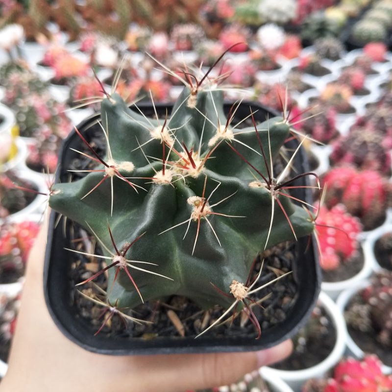 Ferocactus Hamatacanthus | DP 10cm | Kaktus