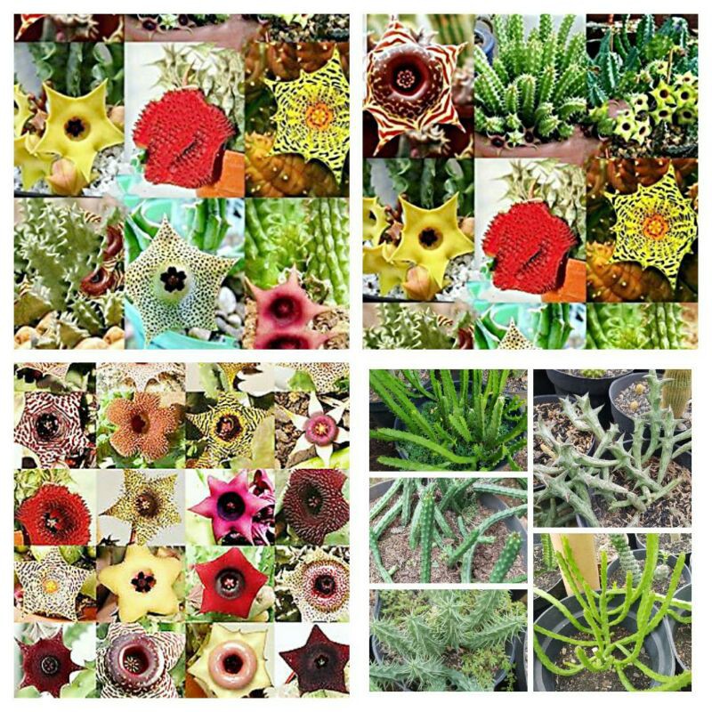 Paket hemat 4 jenis tanaman huernia beda jenis beda warna bunga bibit tanaman sukulen kaktus murah