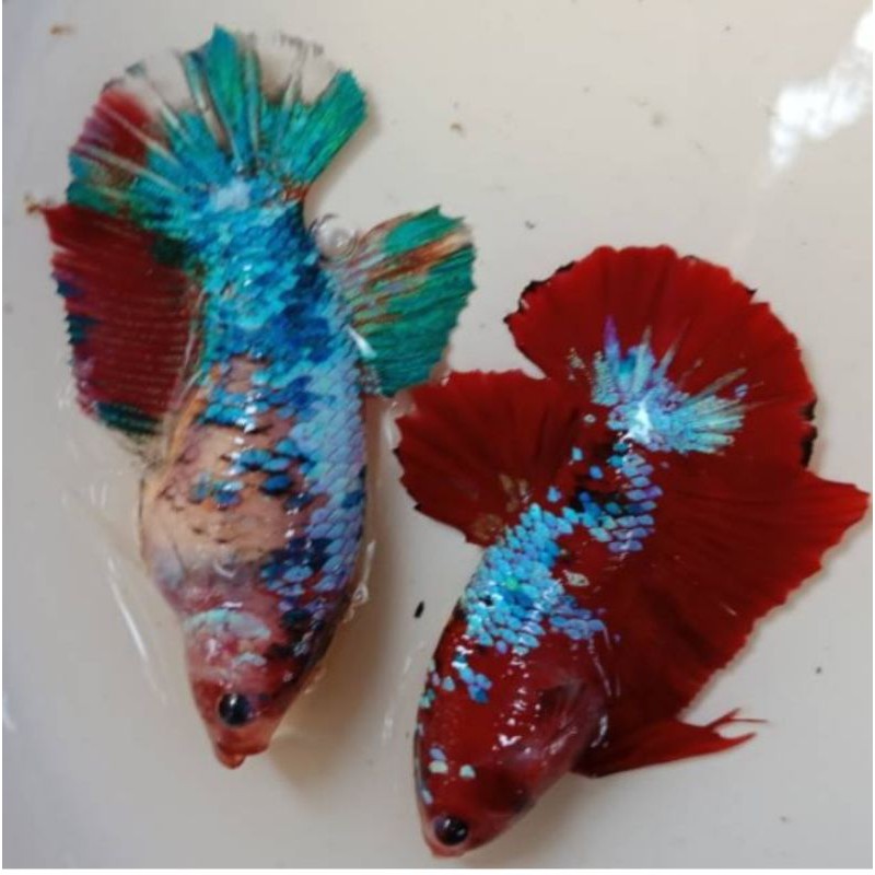 Betina HMPK , GALAXY DAN RED KOI