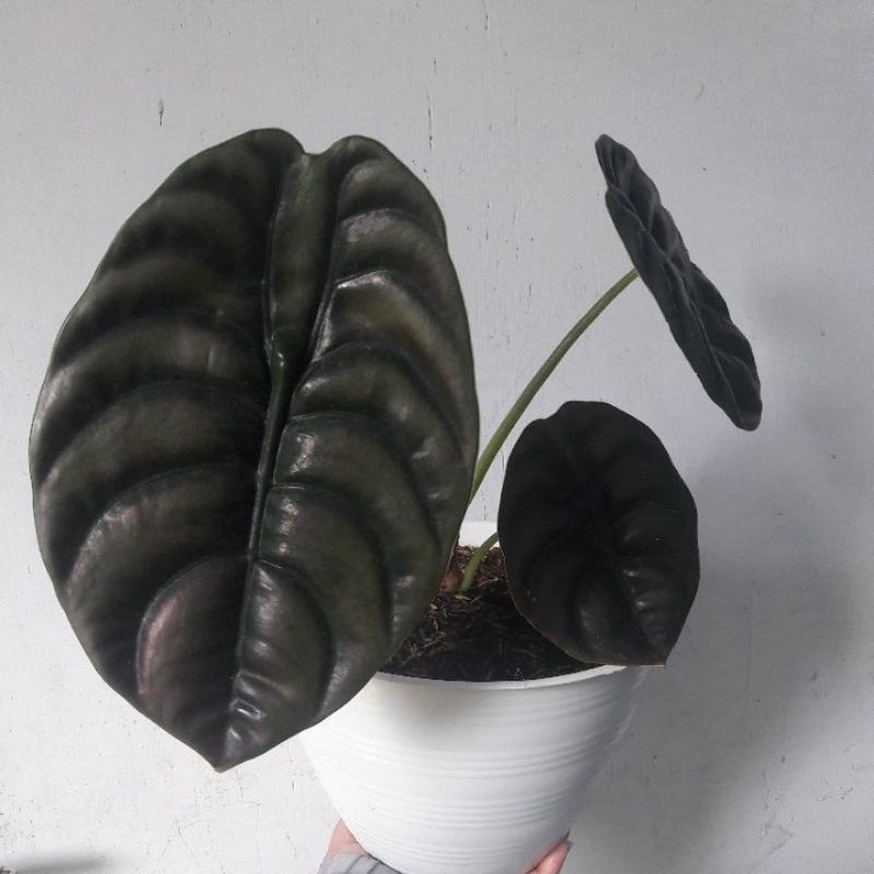 alocasia cuprea / keladi tengkorak hitam