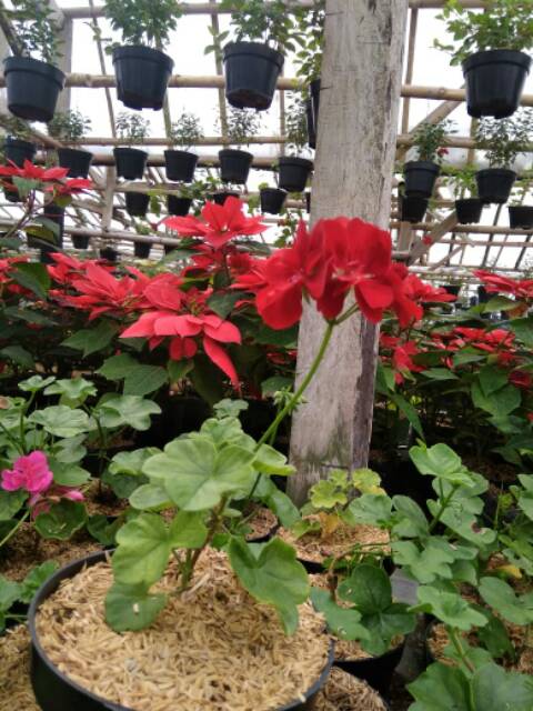 Tanaman Gantung Geranium bunga merah - BAKUL KEMBANG