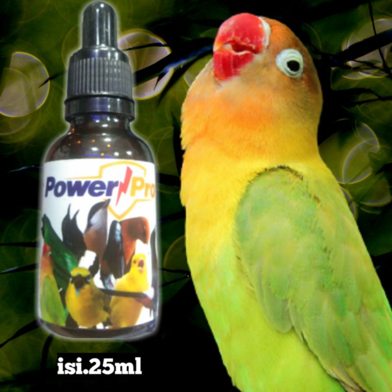Multivitamin burung kicau Perawatan burung  Vitamin burung Lovebird ngekek panjang Doping Lovebird d