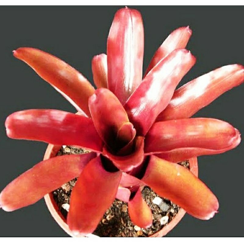 tanaman hias bromelia mawar / bromelia merah mini