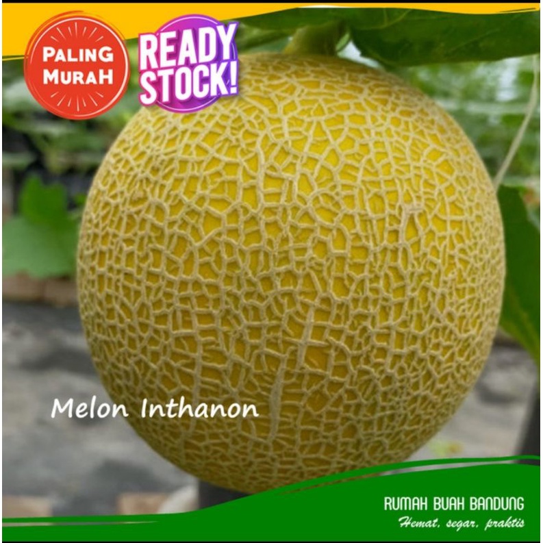 Melon Inthanon per pcs  lebih manisss