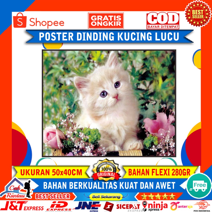 Poster Gambar Hewan Kucing Meong