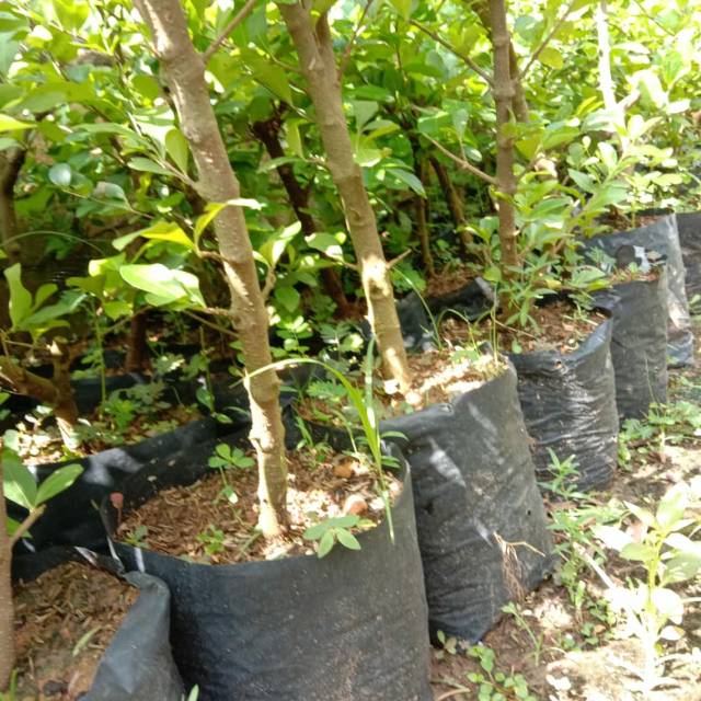 bahan bonsai ceri sianci