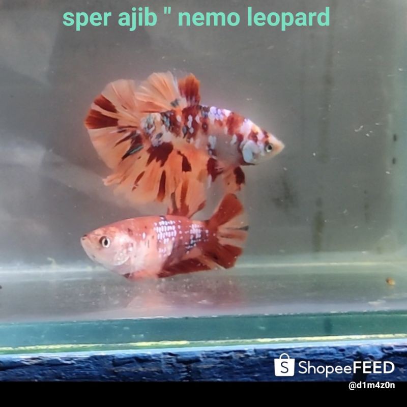 ikan cupang nemo leopard jenis plakat
