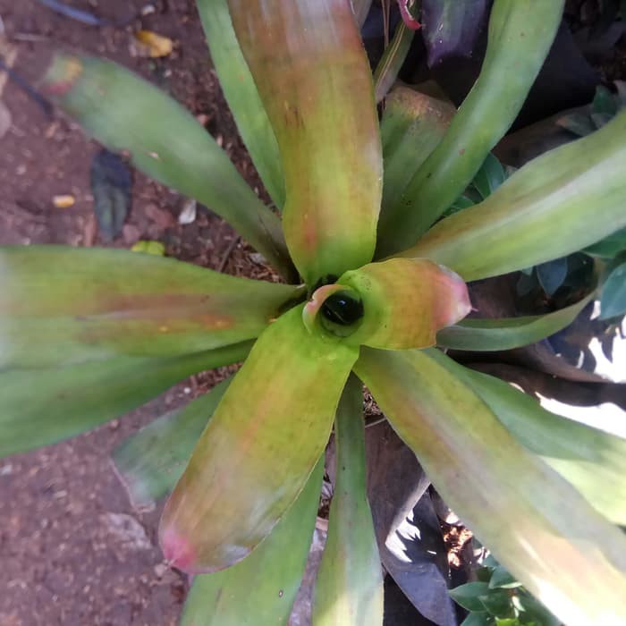 Tanaman Hias Bromelia Hijau - Pohon Bromelia Hijau