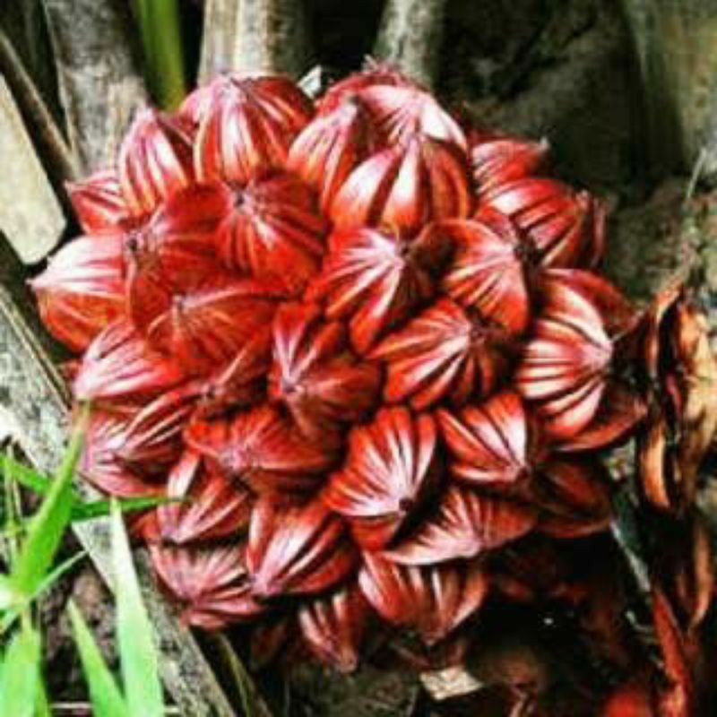 

buah nipah/1kg