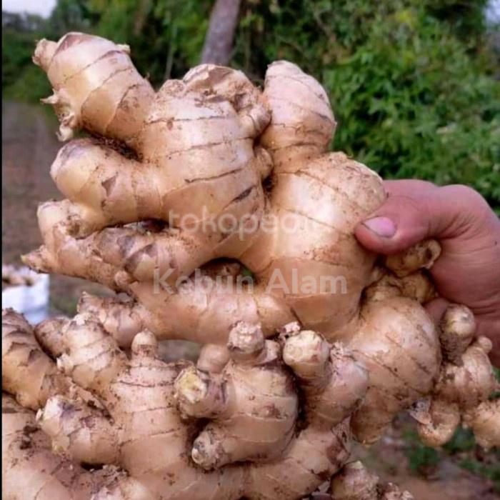 

[New] jahe gajah 1 kg