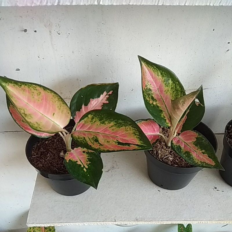 Pink kochin remaja