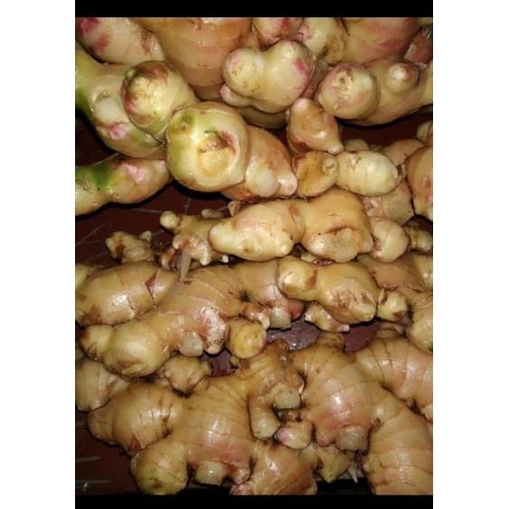 

Jahe Putih Segar 1kg