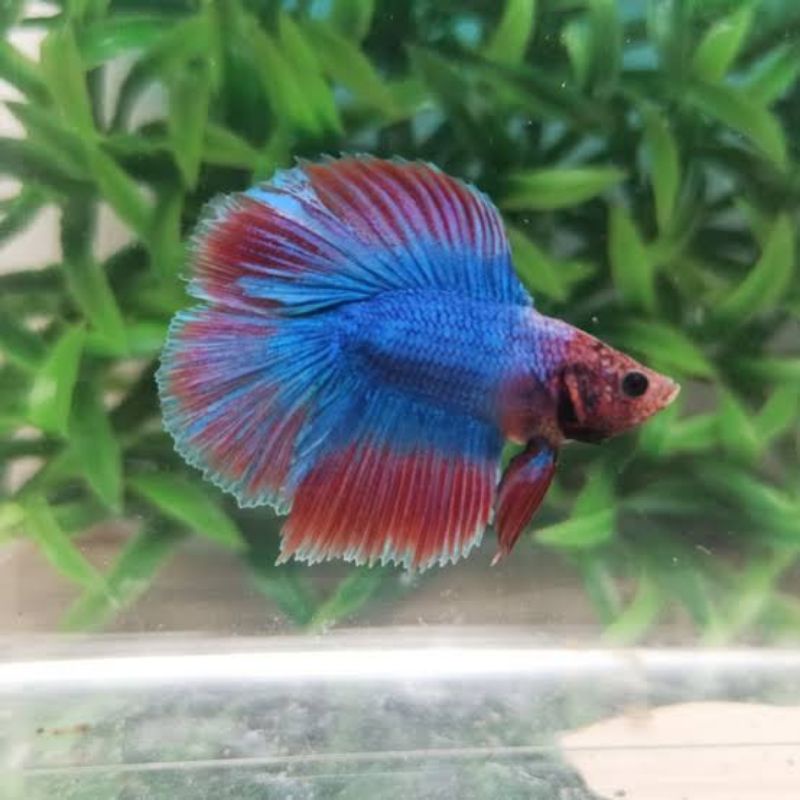 Halfmoon Double Tail