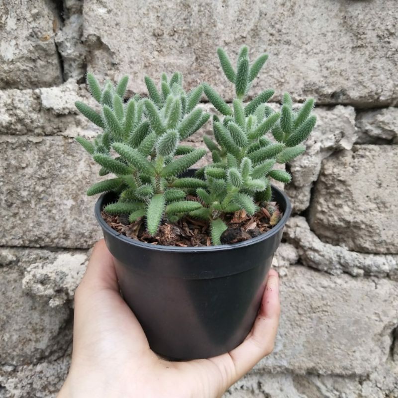 Delosperma Echinatum | D 10cm