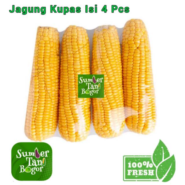 

JAGUNG MANIS PER PACK ISI 4 Pcs