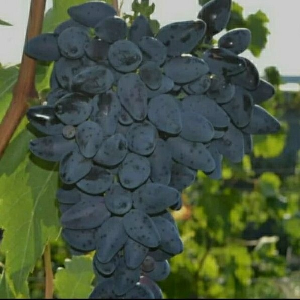 Bibit buah anggur jupiter