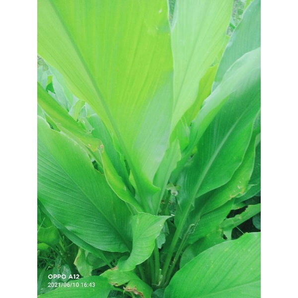 

daun kunyit fres 500 gram