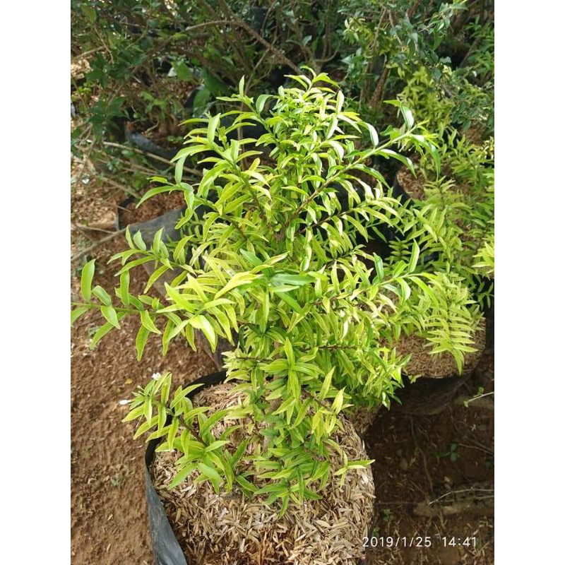 Bibit Bonsai Anting Putri Micro