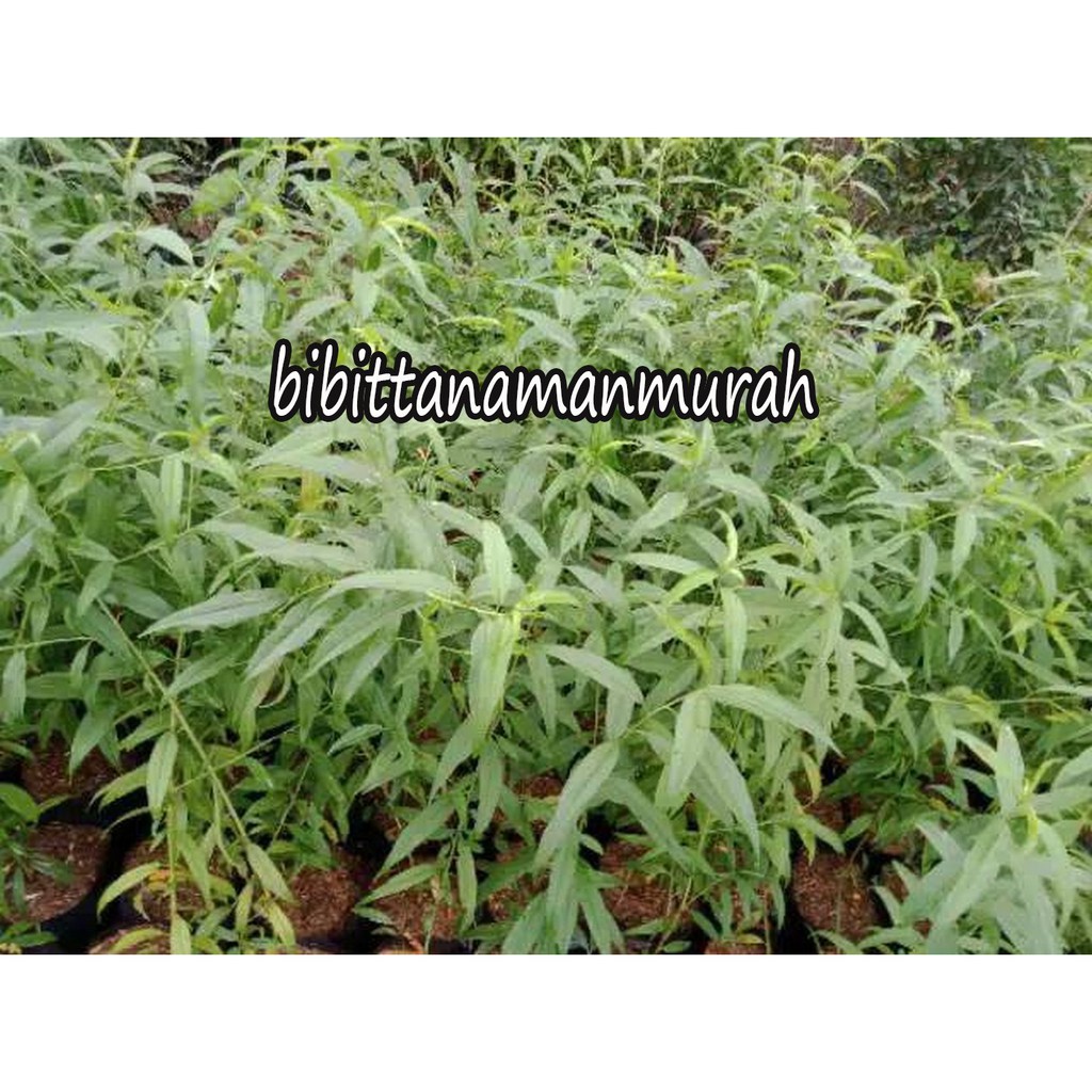 Bibit buah persik super