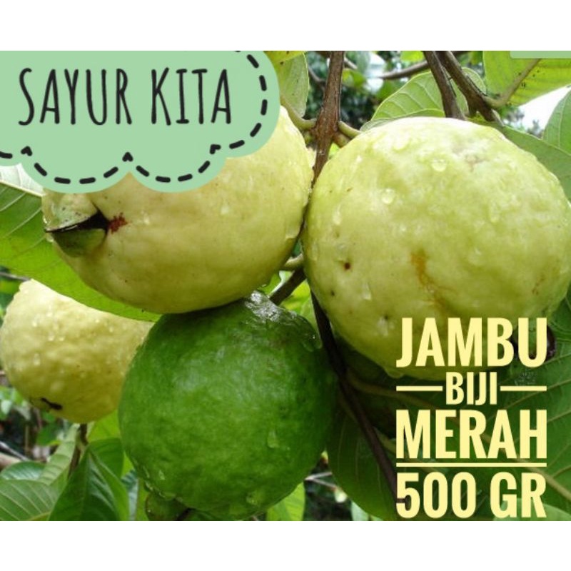 

Jambu Biji Merah | Sayur Kita | 500 gr