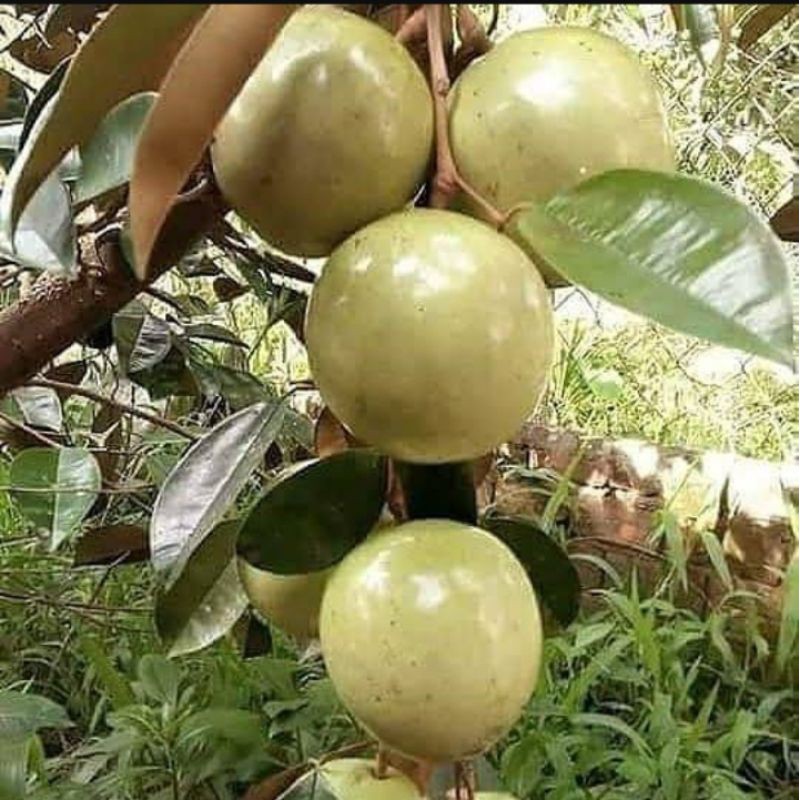 bibit unggul buah kenitu / sawo durian / manecu [Bibit Berkualitas Unggul]