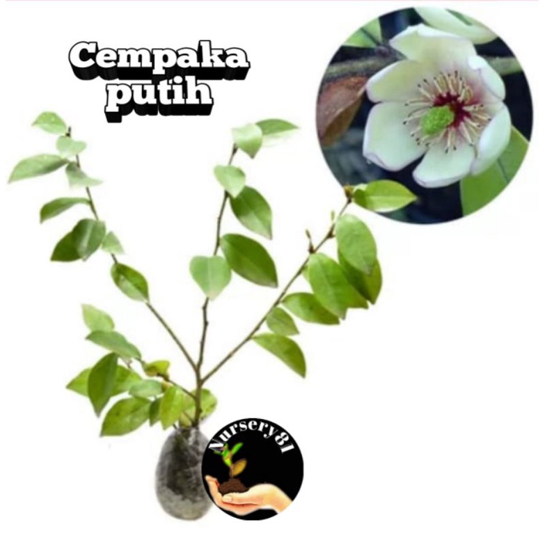 bibit bunga cempaka Mulya putih