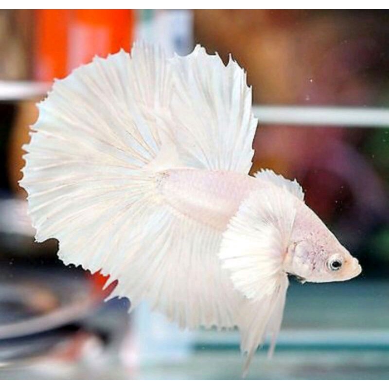 Ikan Cupang White Platinum