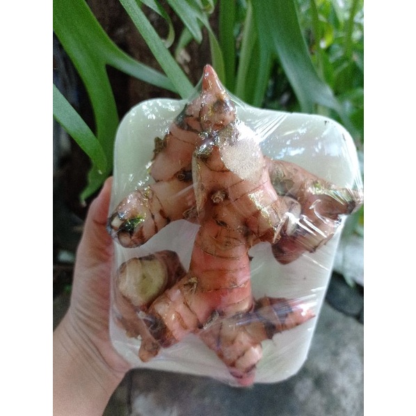 

[Sayur Segar] Jahe, Kunyit,Laos,Sereh,Kencur 3000rb