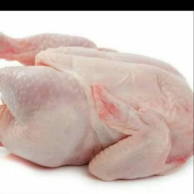 

Ayam Daging Ayam Broiler Ayam Potong