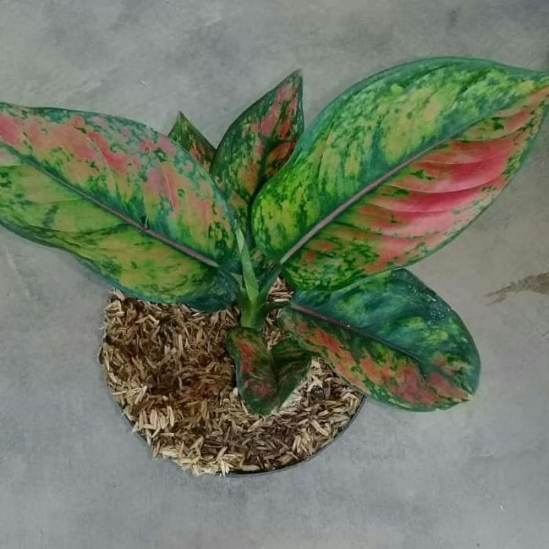 tanaman hias aglonema Heng Heng rimbun real picy