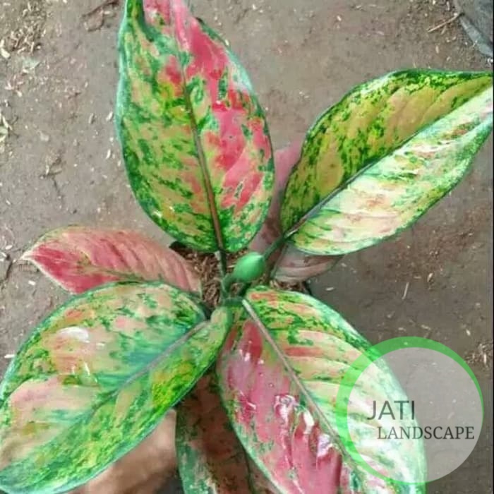 tanaman hias aglonema/aglaonema hengheng/engheng