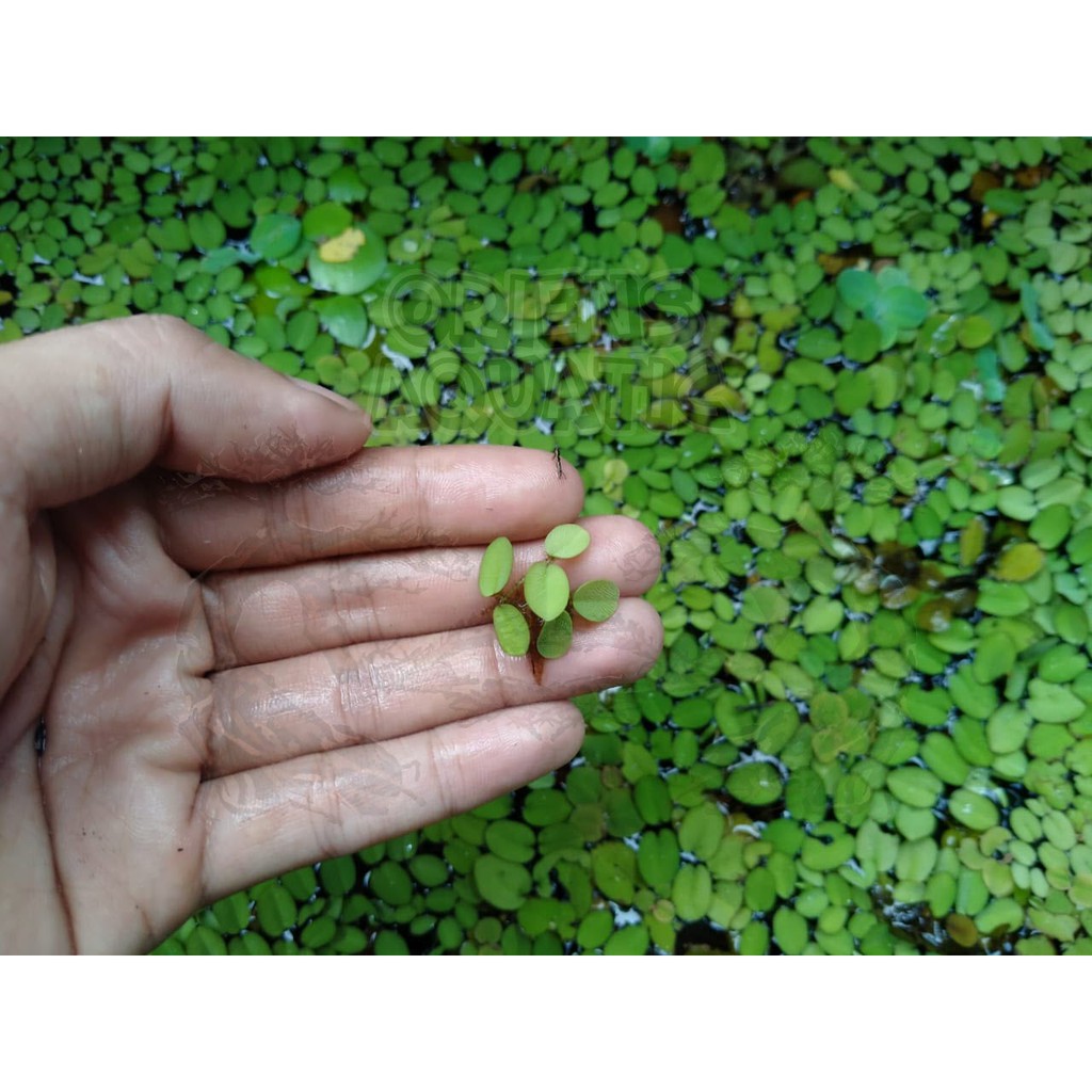 Jual Tanaman Aquascape Salvinia Minima Size Mini Indonesia Shopee Indonesia