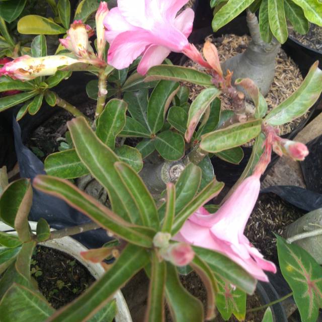 Adenium tumpuk bonggol besar warna