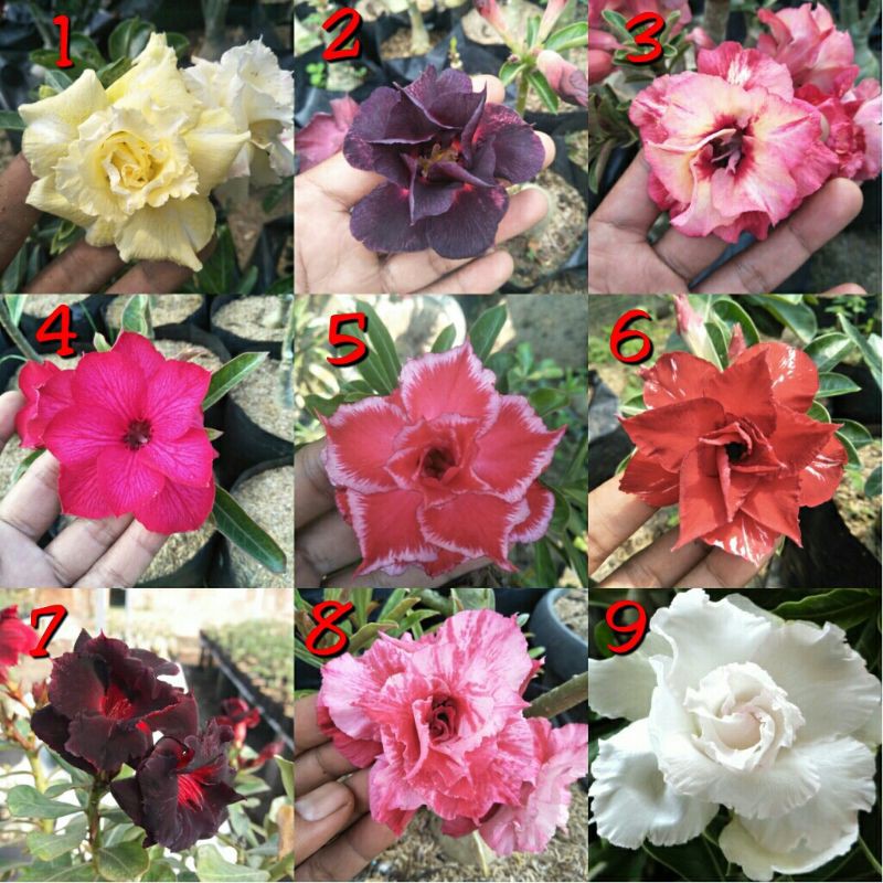 Bibit Bunga Kamboja Jepang Tumpuk