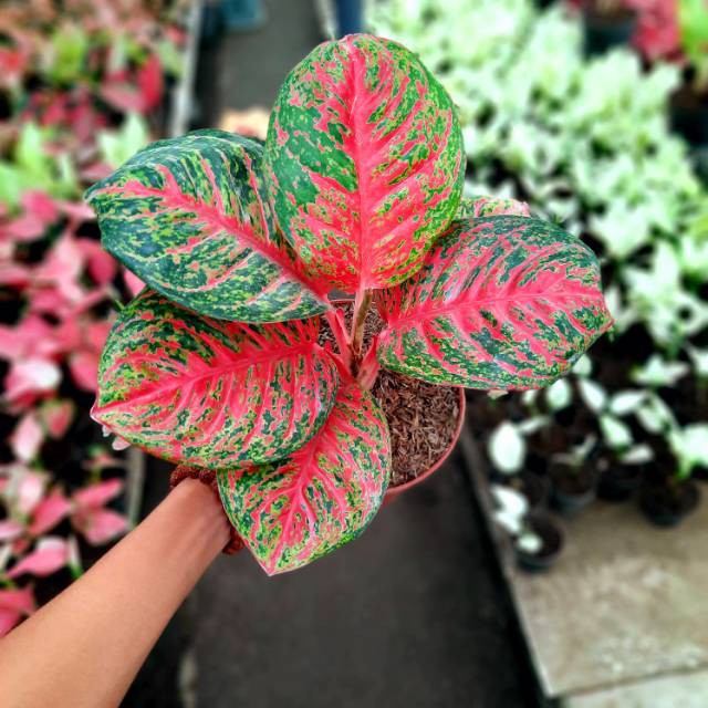 AGLAONEMA WULANDARI AGLONEMA WULANDARI MERAH STANDART REMAJA TAMAMAN HIAS AGLONEMA WULANDARI MURAH