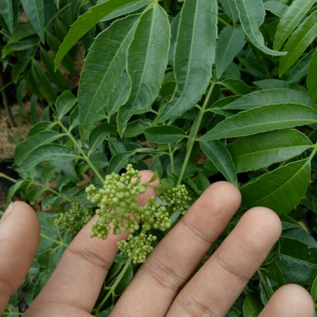 Bibit Buah Kedondong Bangkok Berbunga