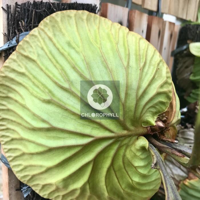 Taman 568 Tanaman Hias Platycerium Ridleyi Medium Size Shopee Indonesia